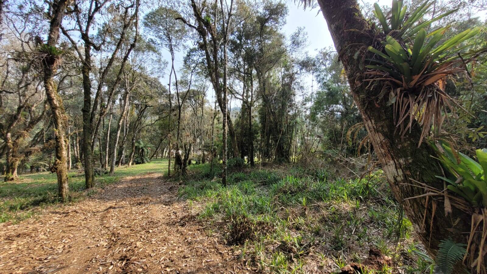 Terreno à venda, 3000m² - Foto 3