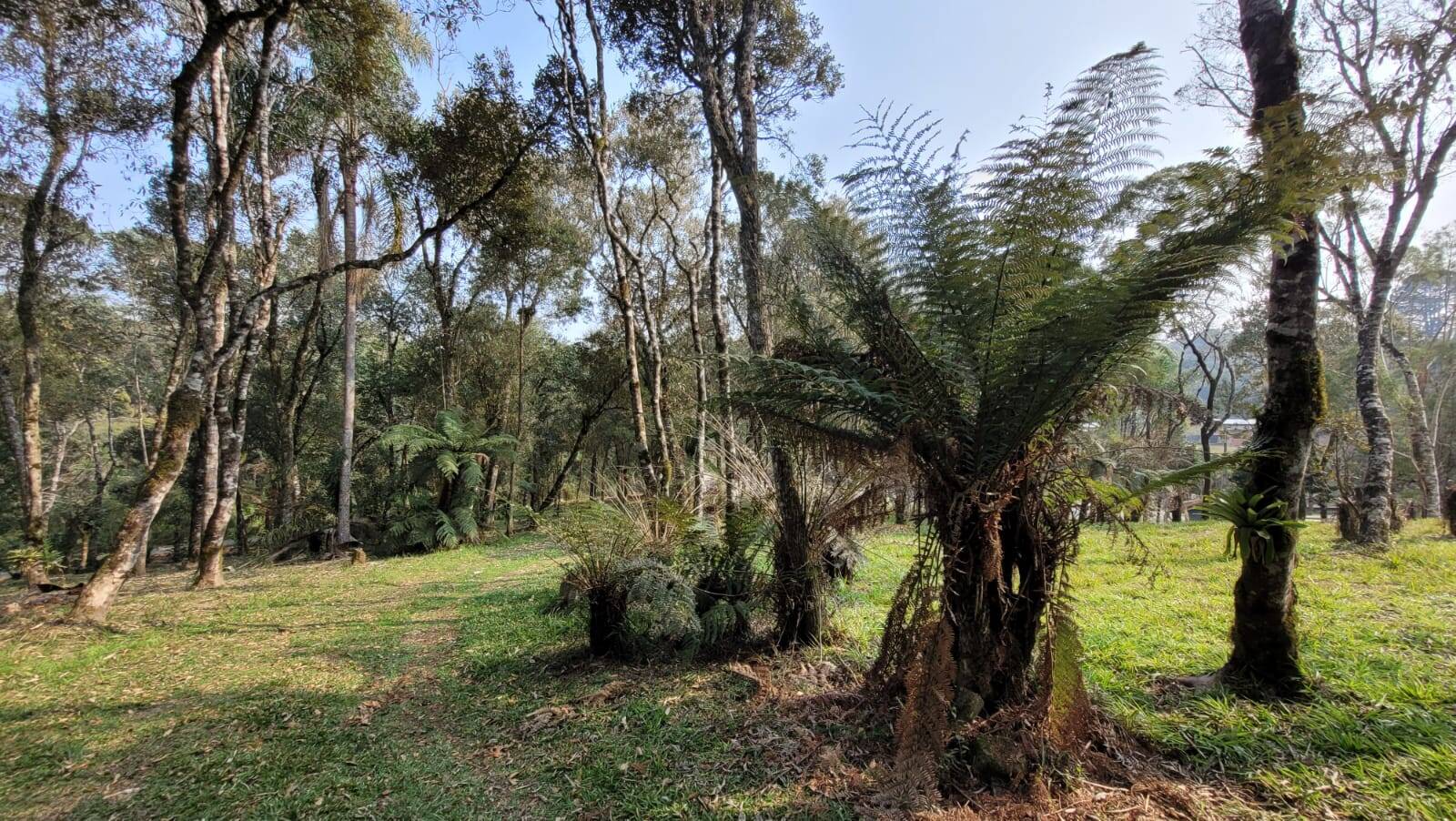 Terreno à venda, 3000m² - Foto 6