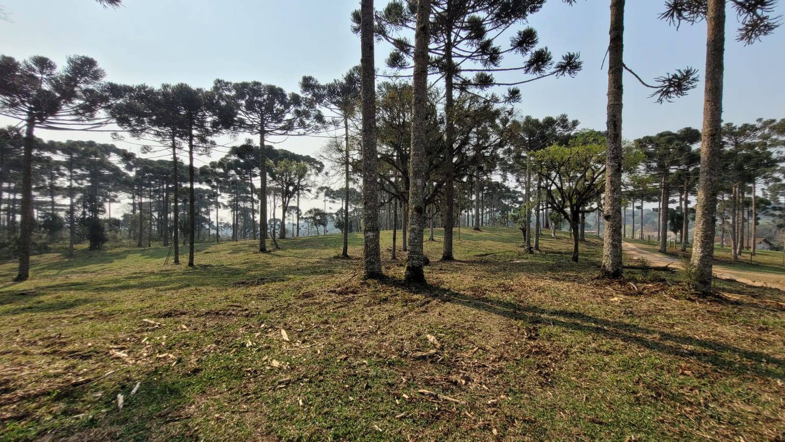 Terreno à venda, 20000m² - Foto 4