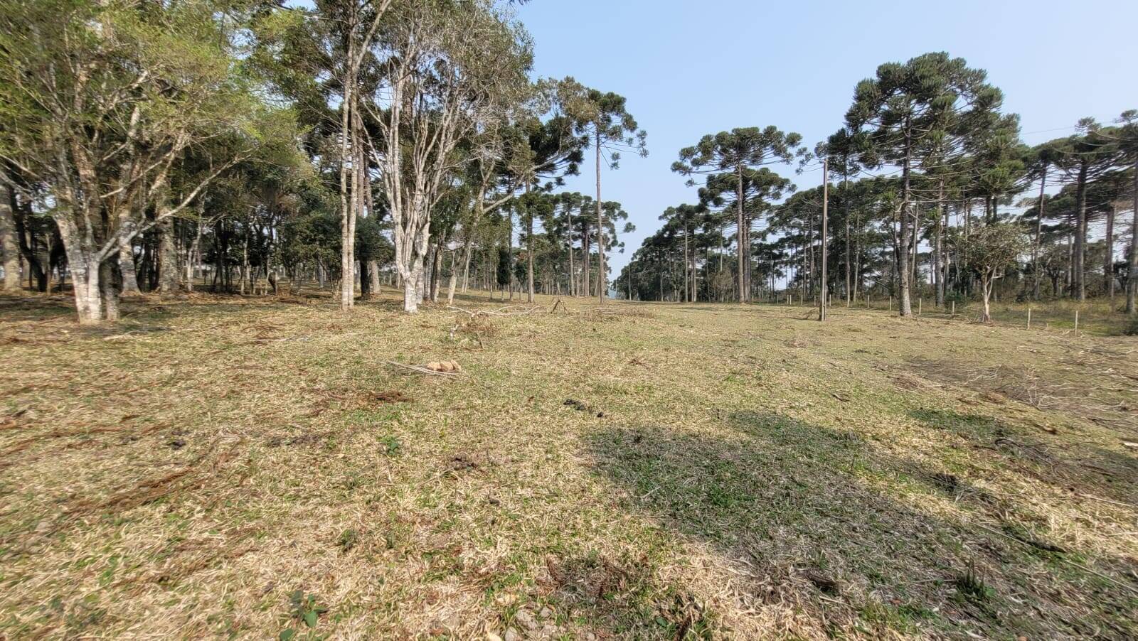 Terreno à venda, 20000m² - Foto 2