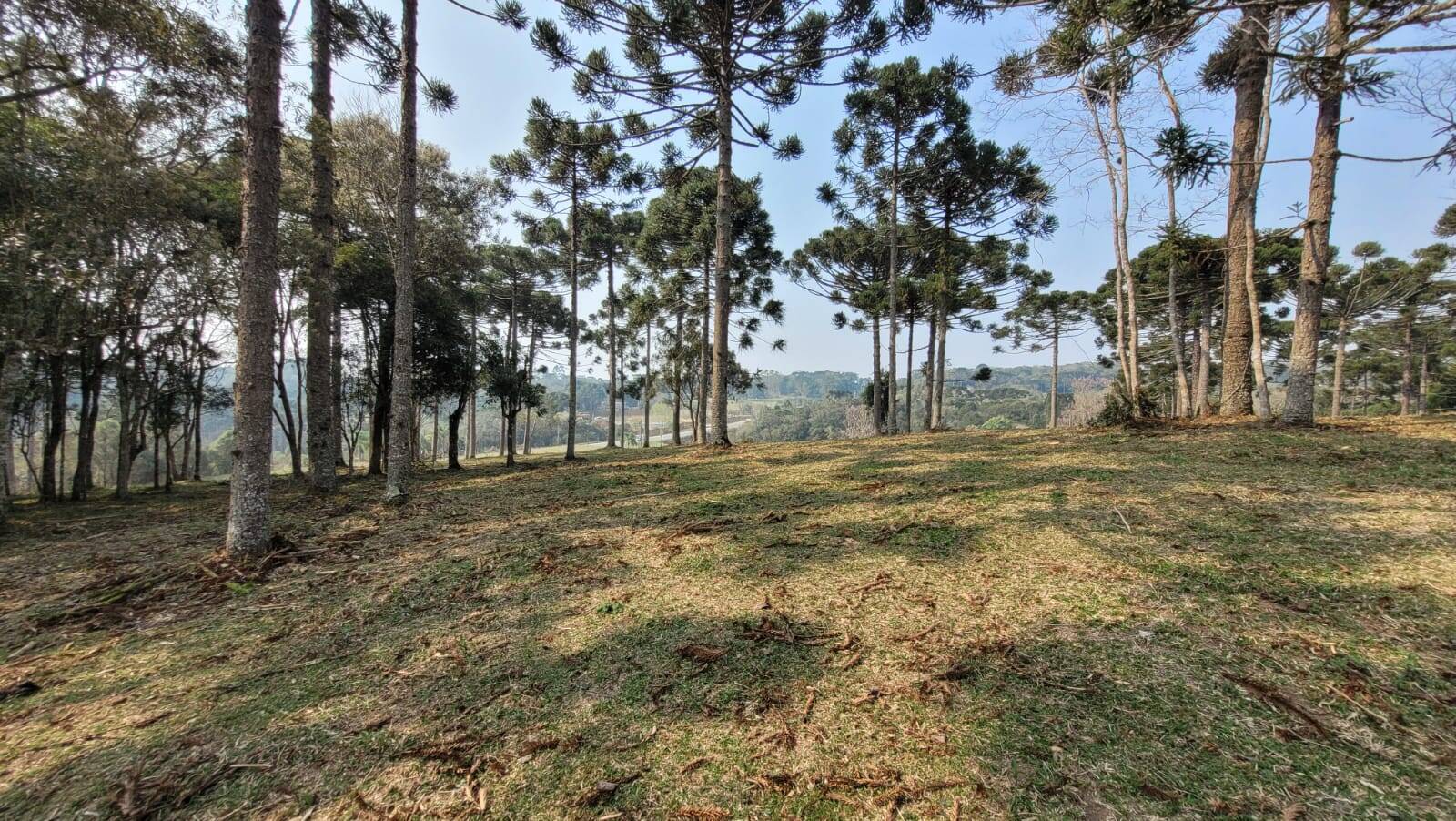 Terreno à venda, 20000m² - Foto 6