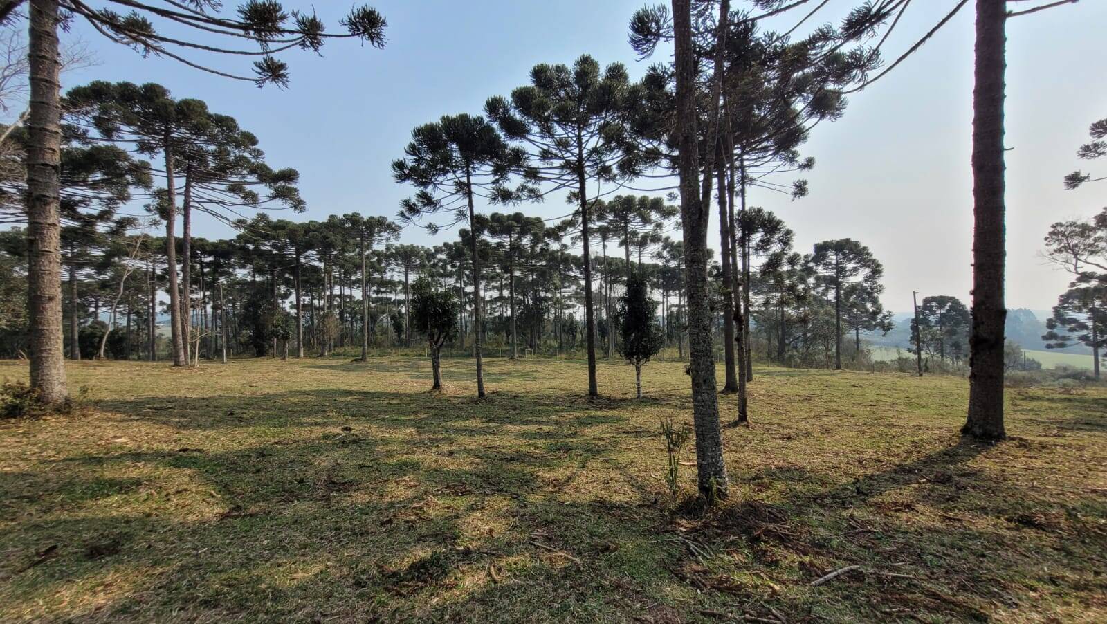 Terreno à venda, 20000m² - Foto 7