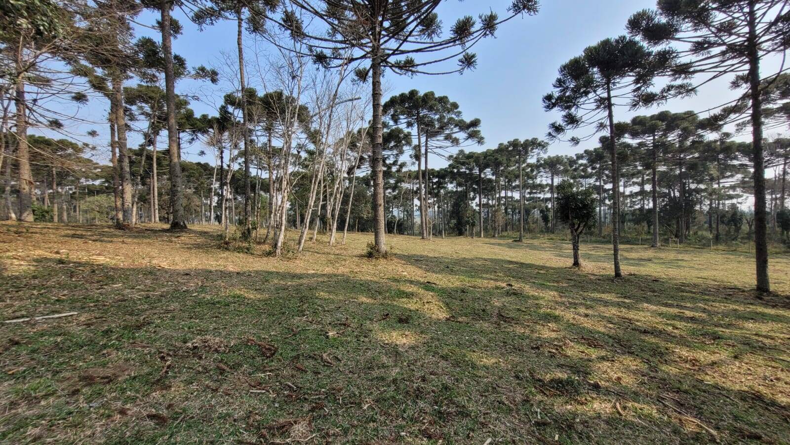 Terreno à venda, 20000m² - Foto 5